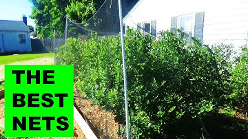 How to Net your BlueBerry Bushes - Keep birds out of your blueberries