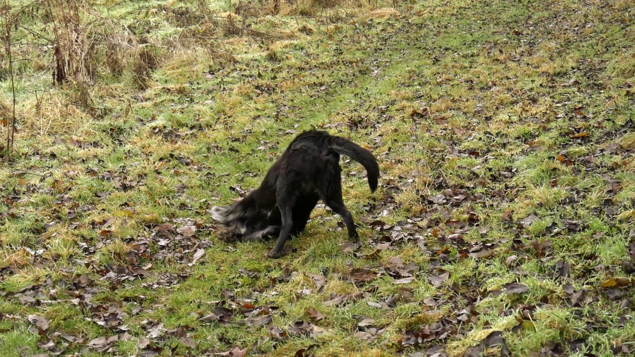 Lumix g7 dog walk test YouTube