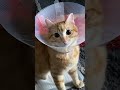 #cat #cattok #catsoftiktok