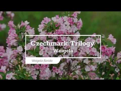 30 Seconds With Czechmark Trilogy® Weigela