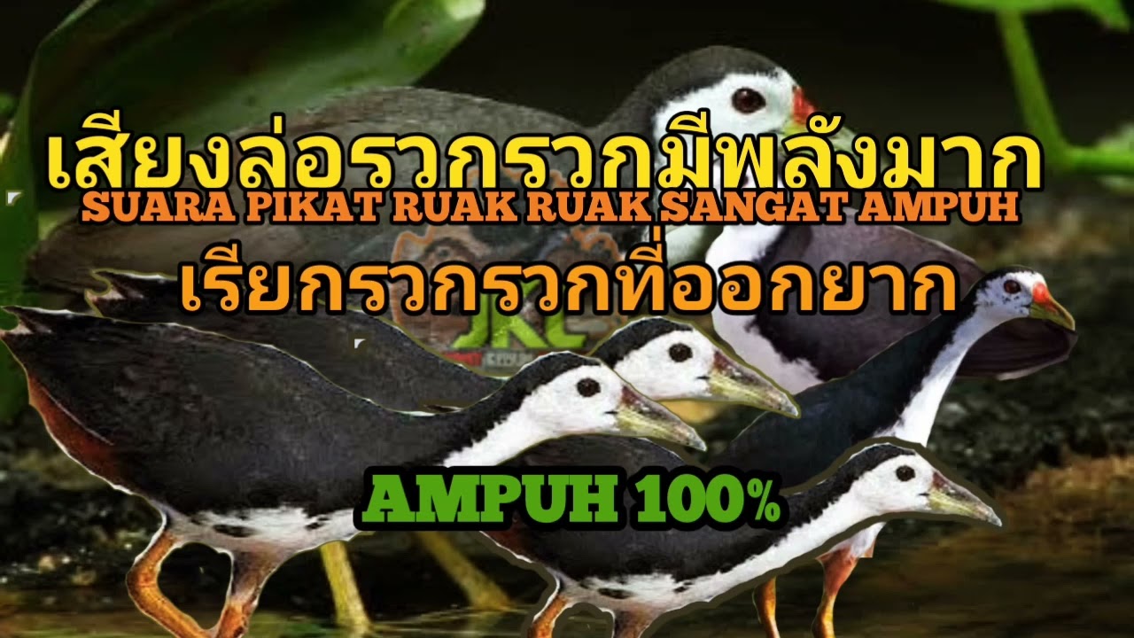 เสียงนกเงือกรวกรวกมีพลังมาก || นกรวก-นกรวก ออกจากกรงลำบาก [] birdtrap