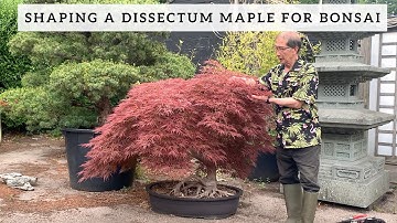 Shaping a Dissectum Maple for Bonsai
