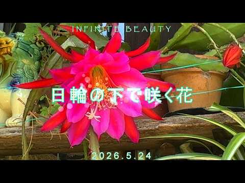 ガーデン - YouTube