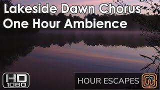 HD Devon Dawn Chorus - One Hour Ambient Video & Sound