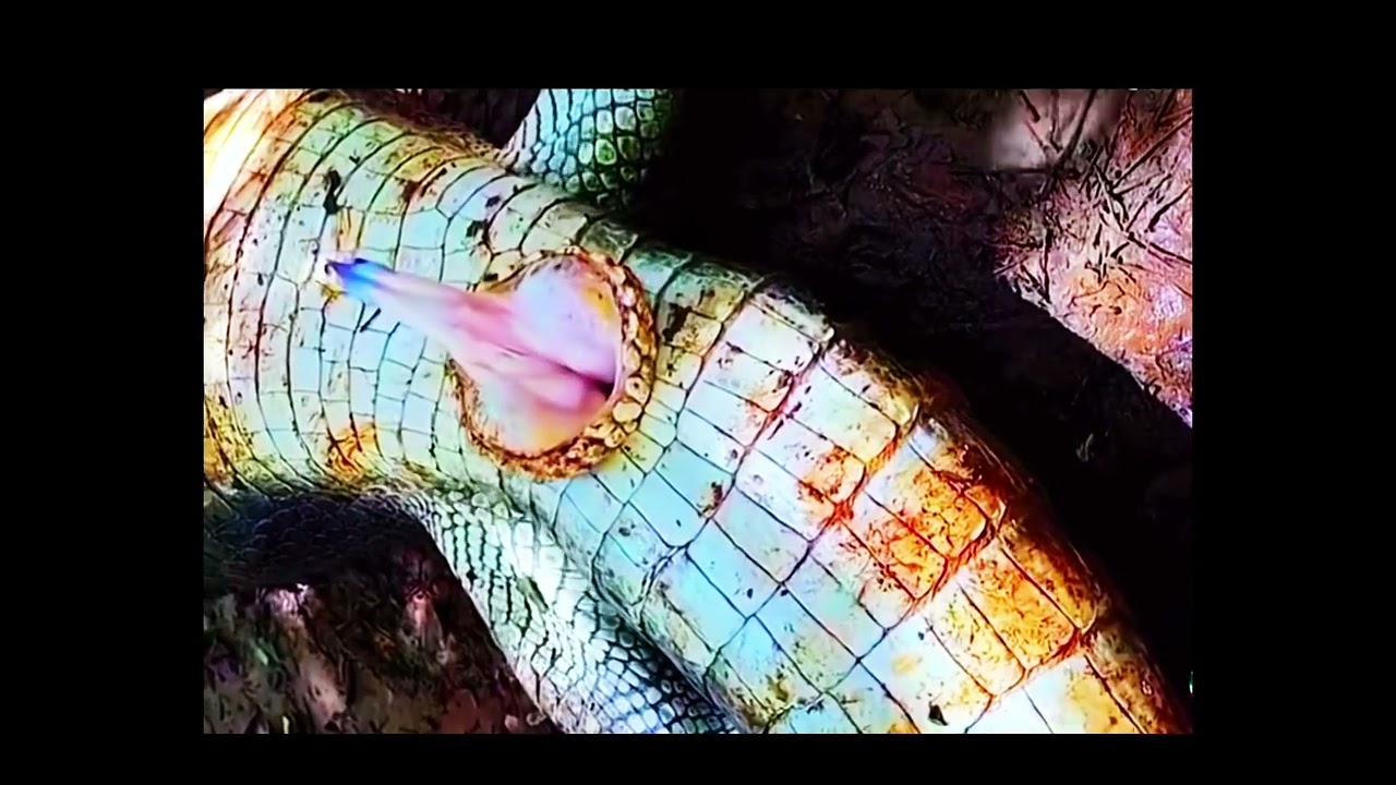 Crocodile Mating | Crocodile