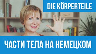 картинка: Части тела на немецком языке. Немецкий для начинающих.