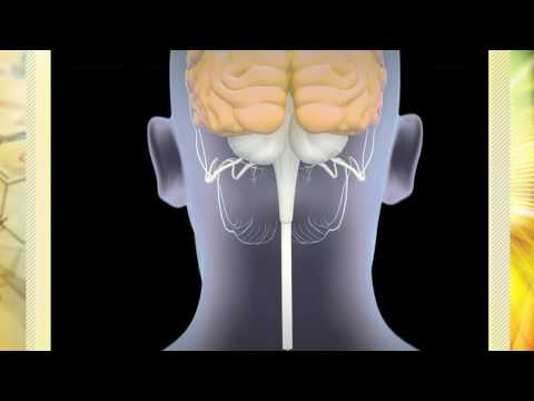 Hans Selye&rsquo;s General Adaption Syndrome and the HPA Axis: Exploring the Connection