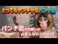 【至福】パンチくんの可愛いが止まらない Part3