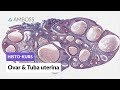 Histologie Ovar und Tuba uterina - Mikroskopische Anatomie - AMBOSS Video