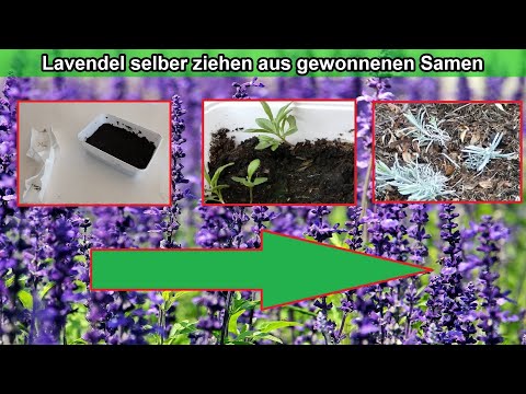 Video: Keimende Lavendelsamen: Anbau von Lavendelpflanzen aus Samen