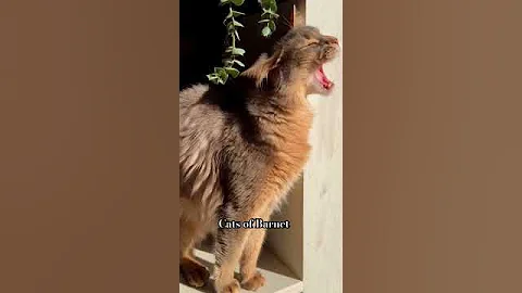 Video 8274311: kitty cat, somali cat, cat dog lovers, cute cat lover, pets