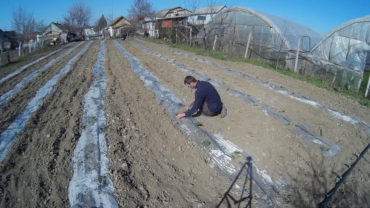 Высадка кабачка в мульчирующую пленку