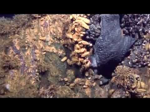 New Volcanic Sea Vents, Crawling With Creatures - YouTube New Volcanic Sea Vents, Crawling With Creatures - YouTube