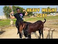 We Got The Heavyweight Goat | Shahpur Kaanjra Mandi Lahore
