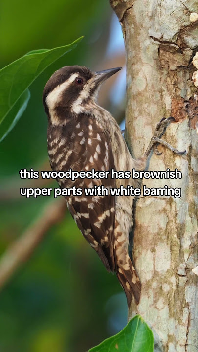 Sunda Pygmy Woodpecker Found in South East Asia especially in Indonesia Malaysia and the Philippines