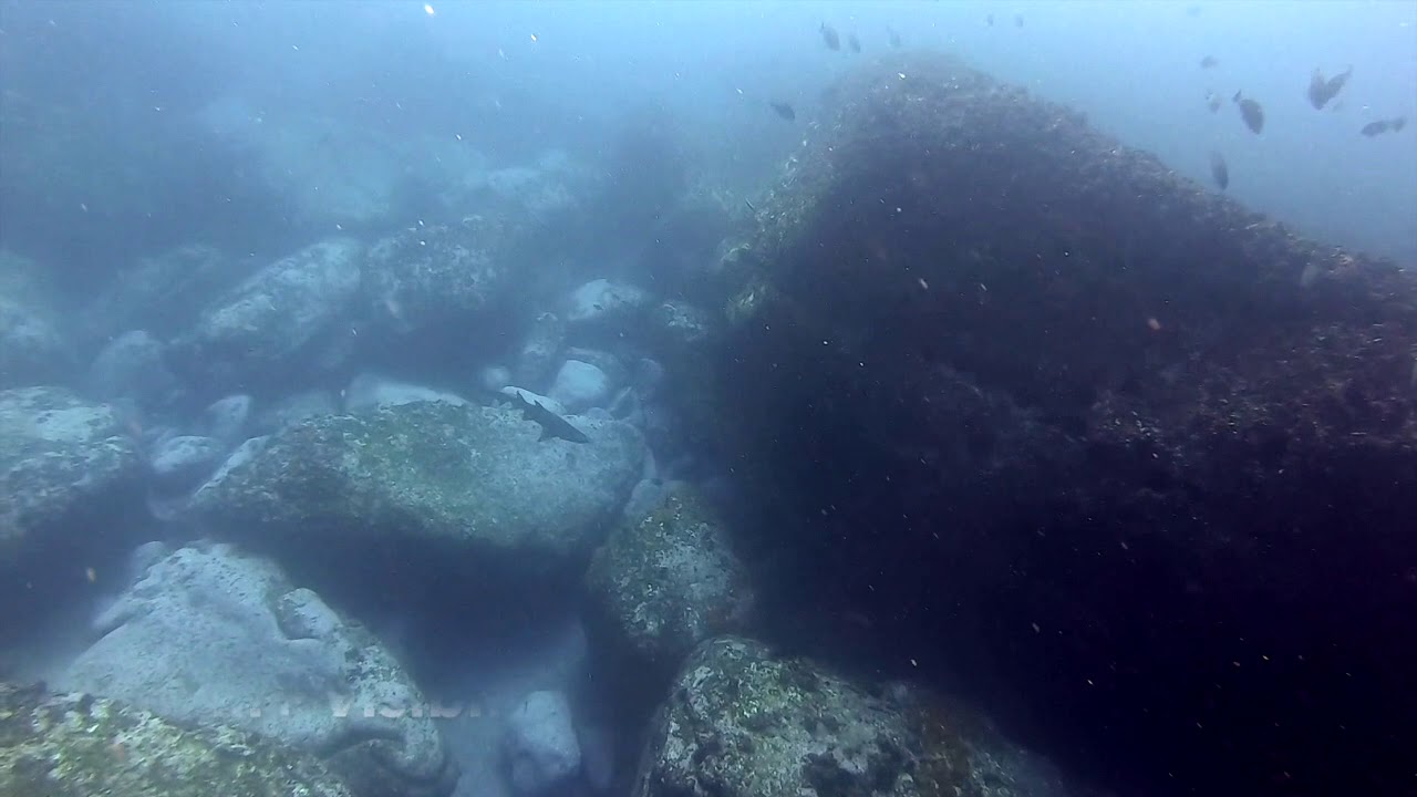 Freediving Grey Nurse sharks big rock Apartments best dive site YouTube