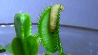 venus eating fly trap