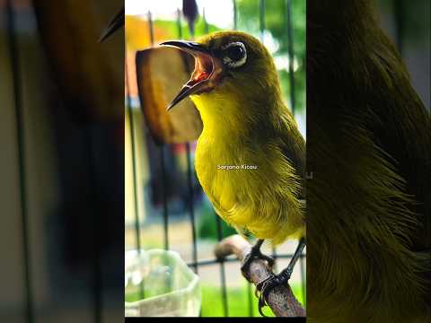 Masteran pleci paling di cari #pleci #sarjanakicau #masteranburung