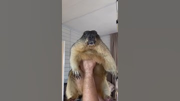 #gopher #cute #beautiful #shorts #animal
