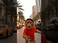 Vloger Babloo Bander Monkey vlogs #ai #shotrs #trendingshorts #youtubeshorts #viral