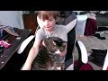 Cat reveal (10 sub special) #shorts