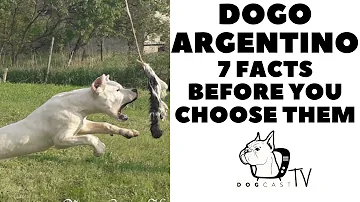 Quanto costa il cane argentino?