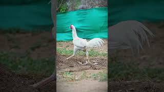 today offer #rythufarms #chicken #roosterfarm #birds #automobile