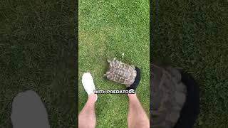 Why Turtles Hate Black Color 🤔