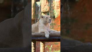 🤍🦁Наоми #tashkentzoo #ташкентскийзоопарк #ташкент #animals #wildlife #зоопарк #тошкент #zoo #lions