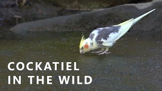 An unexpected sighting of a domestic Cockatiel in the wild | Nymphicus hollandicus