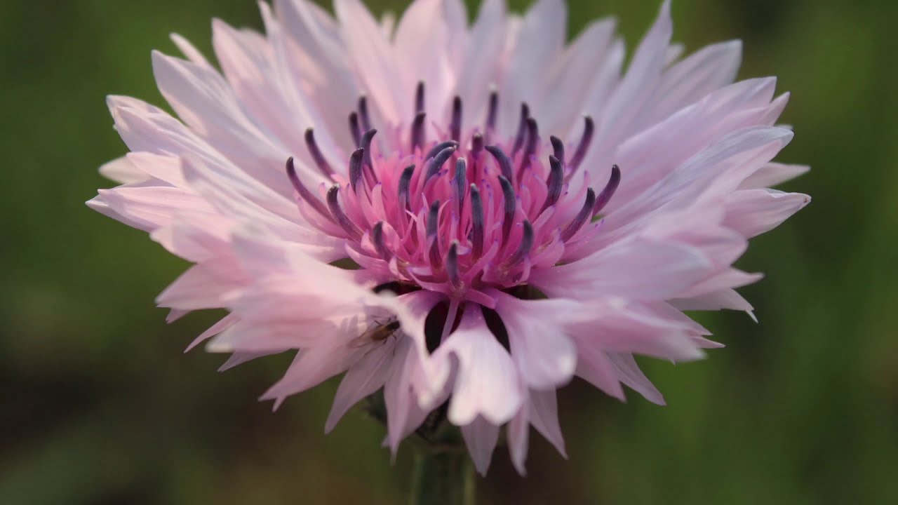 Our Cornflower field 2021 | BloomyBliss | Organic Farm