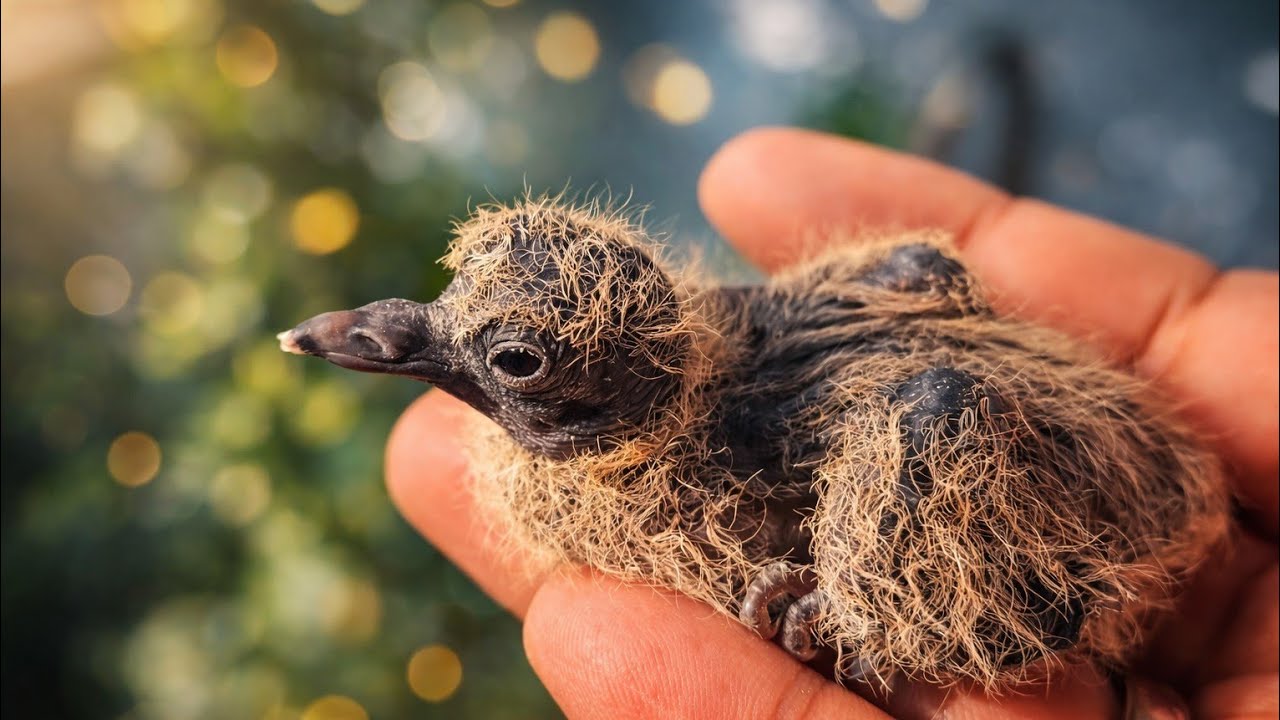 घुघुती (Dove) का नन्हा बच्चा 😍 | Baby Dove Bird Close Up | Cute Bird Video