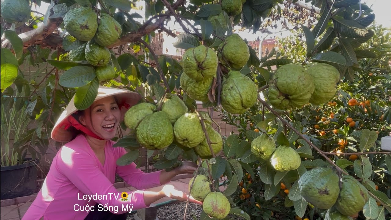 Hái Ổi Hái Xoài Thấy Mà Mê Luôn, Cắt Bầu, Mướp, Khổ Qua, Đậu Rồng