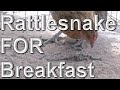 HUNGRY CHICKEN VERSES RATTLESNAKE