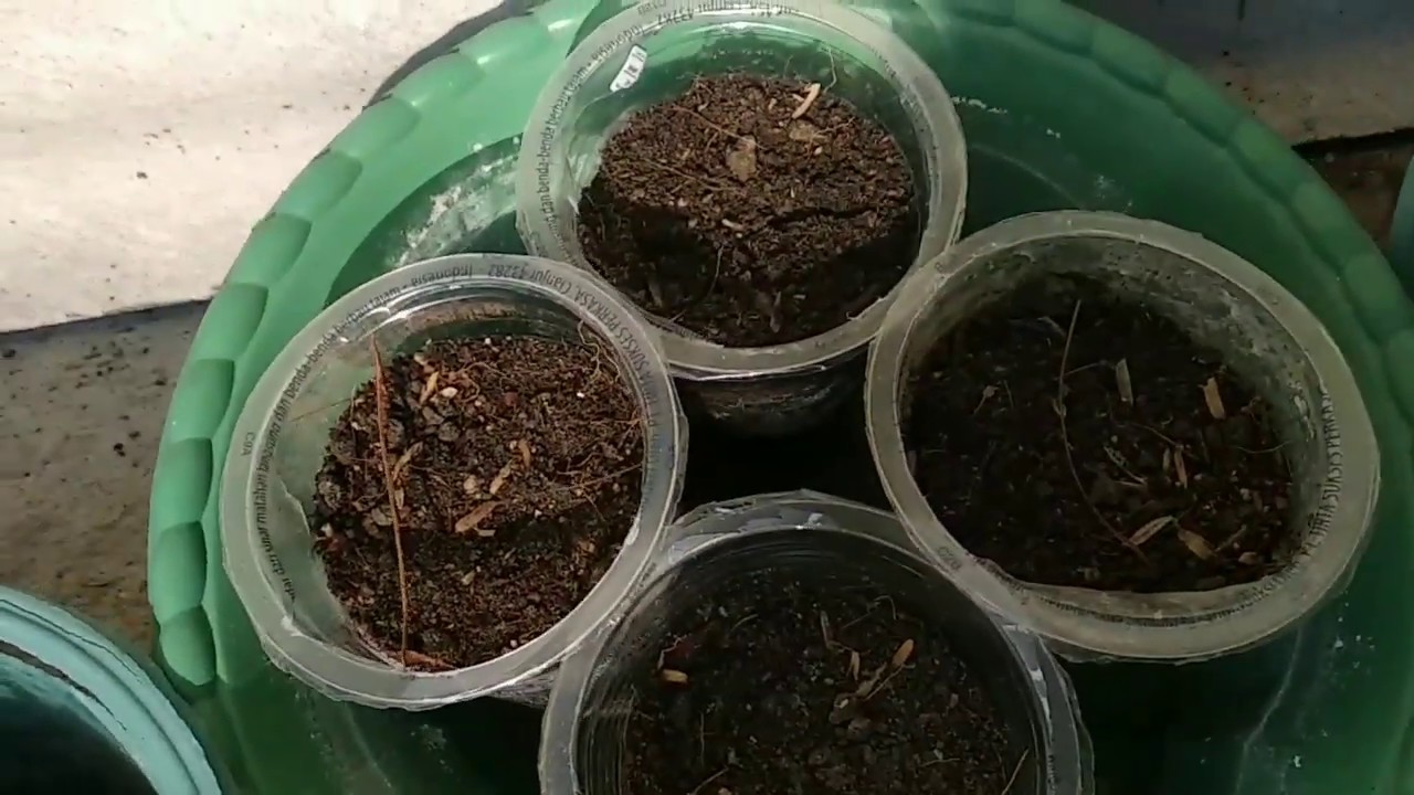 Menanam bayam | Growing Amaranth 