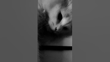 lazy cat #shorts #shortsfeed #lazycat #catvideo