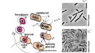 BIO367 Lecture 3 Part c Cell Structure and Function