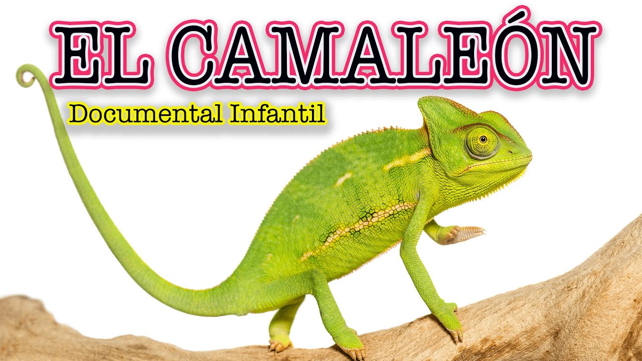 EL CAMALEÓN ? | Videos educativos para niños | LOS REPTILES| Los animales  | Documentales para niños - YouTube