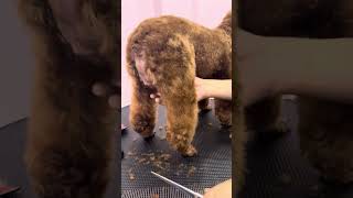 Cách cắt lông chó Poodle chuẩn spa
