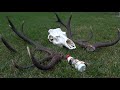 How to mount the antlers to the skull | European Red deer skull | Skull carving | Zrzuty 2020