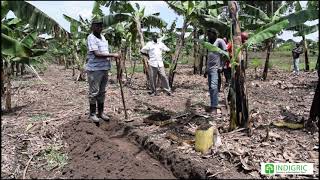 Manure Application