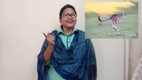 Animals -G.A(bridge course)