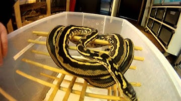 coastal carpet python striped.MP4