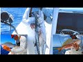 PESCA DE RABIRUBIA CON GRANDES SORPRESAS EN ARRECIFES 60 PIES, JIGGING LENTO EN BARCOS HUNDIDOS !