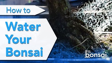 Unlock the Power of Watering for Thriving Bonsai Trees