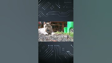 Tom and Jerry| cat trying to catch the rat #shorts #cat #youtubeshorts