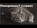 Покормишь? (стрим)