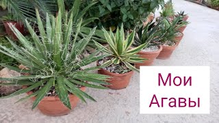 :   2  ! # #agave