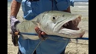 Huge barracuda on a fly rod!