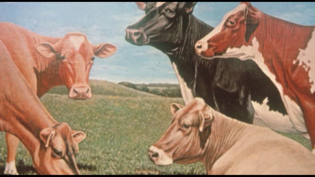 WISCON-SING 12 - Many Many Cows - YouTube
